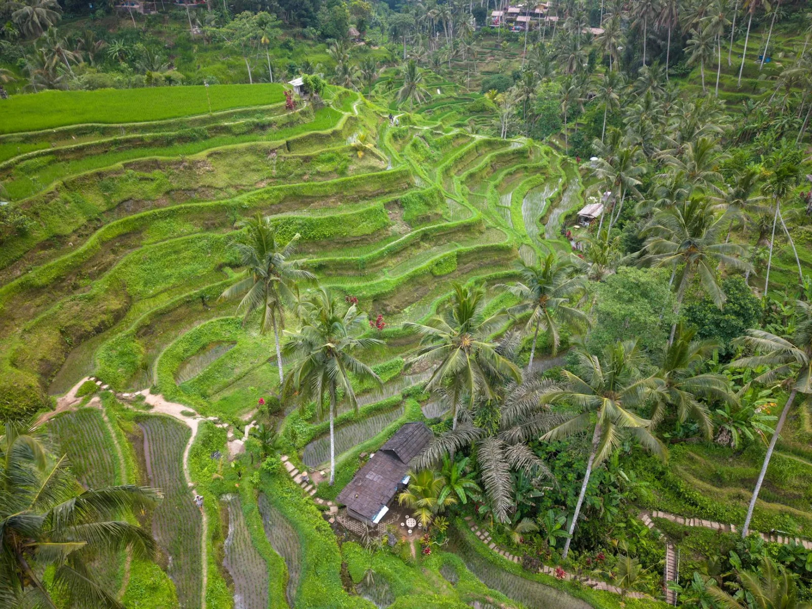 Rizières en terrasses de Tegallalang au lever du soleil, Bali, Indonésie