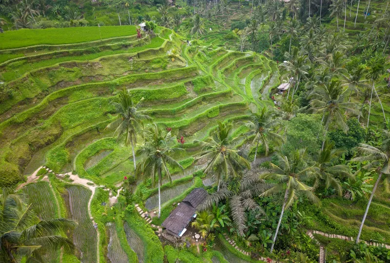 Coût journée Ubud