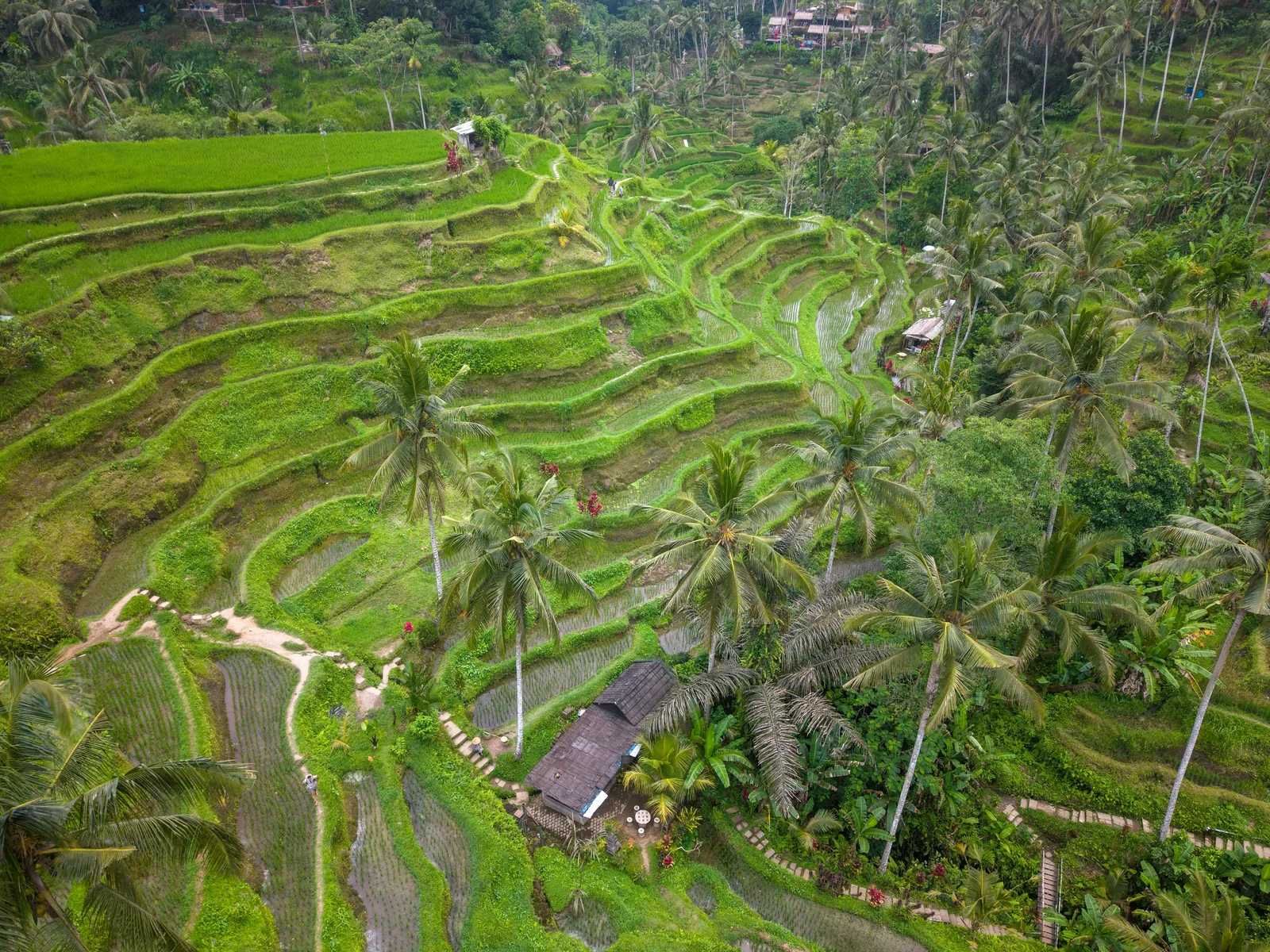 Terrasses de riz vertes de Tegallalang au lever du soleil, Ubud, Bali, Indonésie